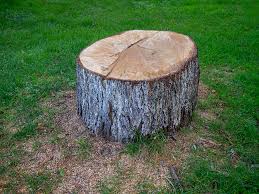 Best Storm Damage Tree Cleanup  in Perry, FL