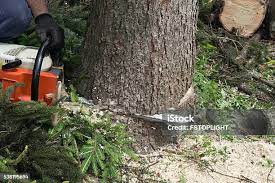 Best Emergency Tree Removal  in Perry, FL