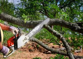 Best Lawn Maintenance Plans  in Perry, FL