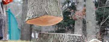 Best Tree Maintenance Programs  in Perry, FL
