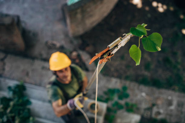 Trusted Perry, FL Tree Removal Experts