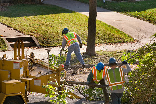 Best Tree Health Inspection  in Perry, FL