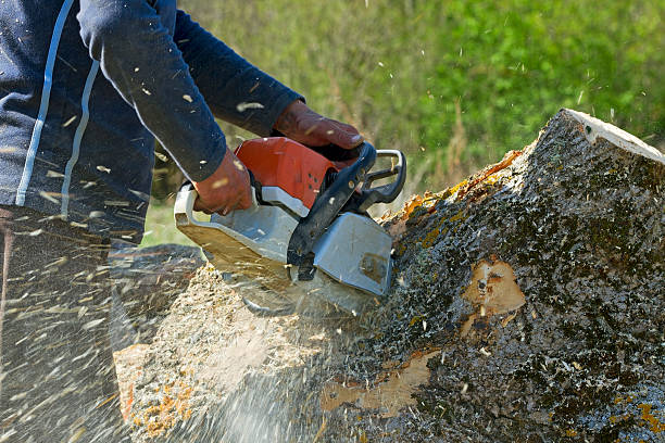 Best Tree Trimming and Pruning  in Perry, FL